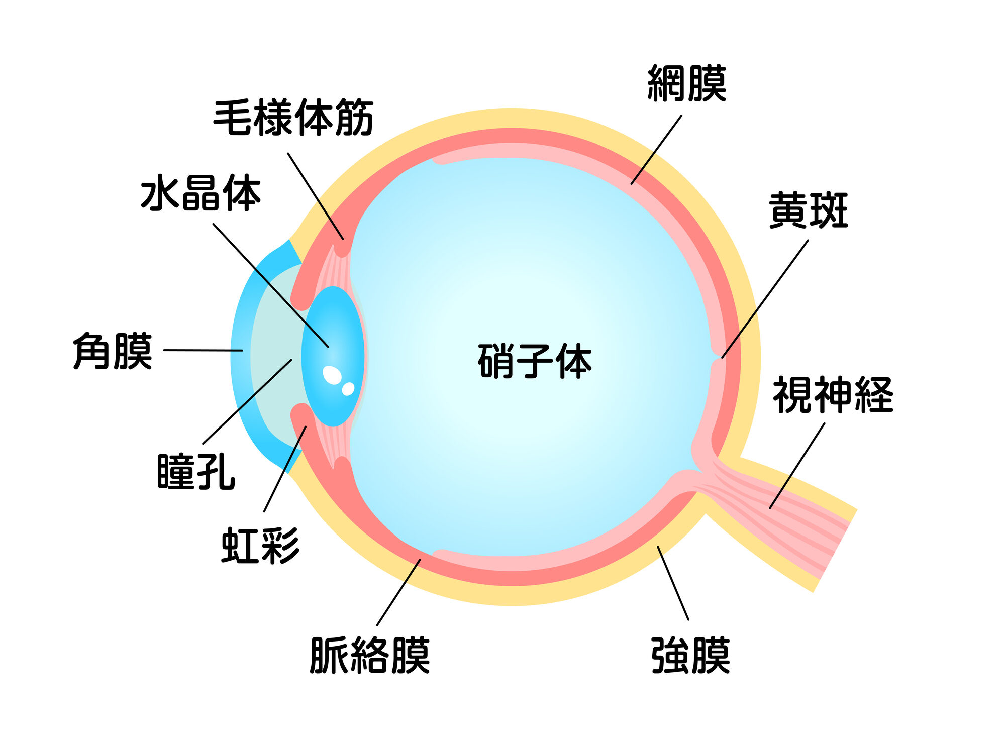 網膜硝子体手術とは